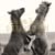 Dancing Foals