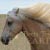 Flying Blonde Mane
