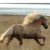 Stallion Flying-Iceland