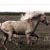 Stallion Galloping Through Yellow Buds