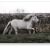 White Colt Romping