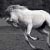 Wild Stallion