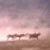 Dust on the Ranch