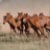 Running on the Ranch