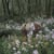 Field of Phlox