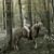 Pause in the Woods